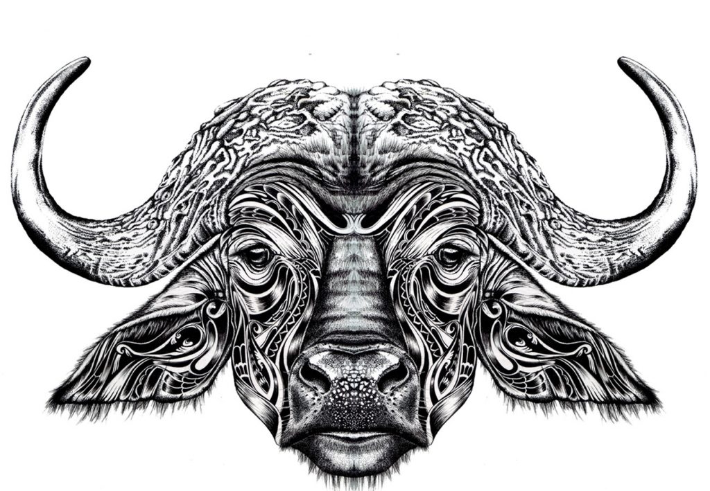 Hand drawn buffalo illustration, pen and ink