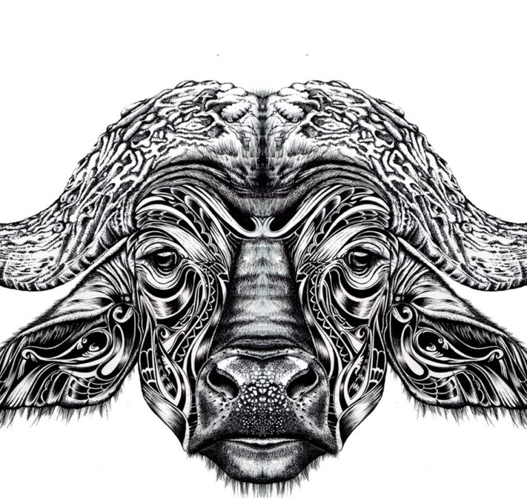 Hand drawn buffalo illustration, pen and ink