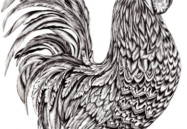 Hand drawn rooster illustration, pen and ink