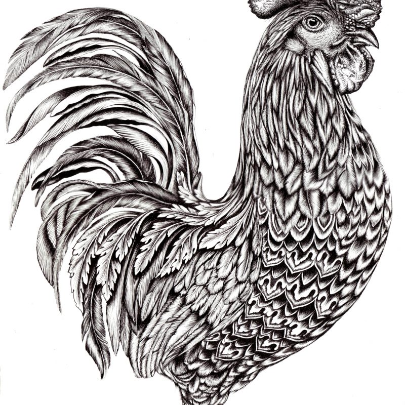 Hand drawn rooster illustration, pen and ink