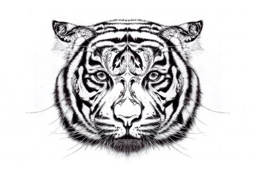 Hand drawn tiger illustration, pen and ink