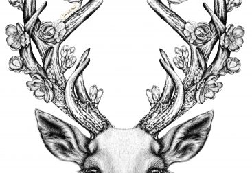 Hand drawn deer illustration, pen and ink